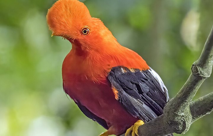 Gallito de las rocas andino