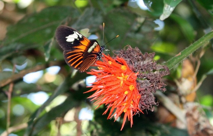 Mariposa Heliconius sobre una flor