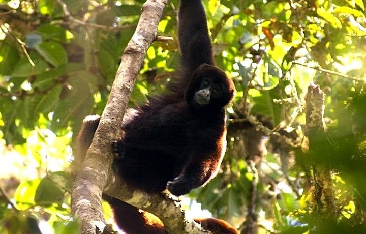 Mono choro de cola amarilla en un árbol