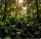 Cafetales creciendo bajo sombra de árboles